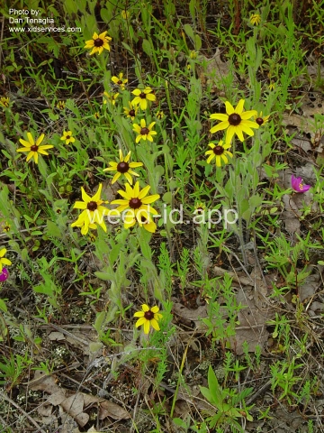 blackeyed-Susan